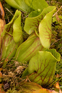 Sarracenia purpurea ssp. venosa var. montana