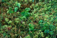 Sarracenia purpurea ssp. purpurea