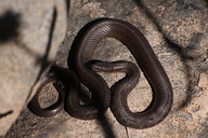 Mexican Garter Snake