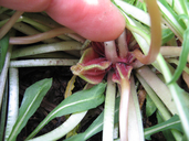 Oenothera flava ssp. flava