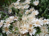 Helichrysum retortoides