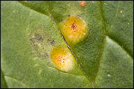 Puccinia lycoctoni