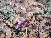 Wenatchee Mtn. Lomatium