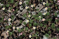 Leptosiphon ciliatus