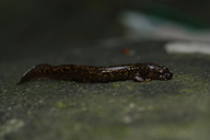 Onychodactylus fischeri