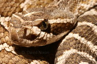 Crotalus helleri