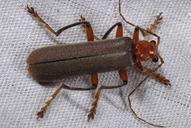 Brown Leatherwing Beetle