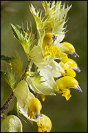 Rhinanthus glacialis ssp. simplex