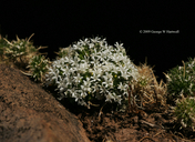 Navarretia leucocephala ssp. leucocephala