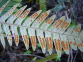 Pleopeltis thyssanolepis