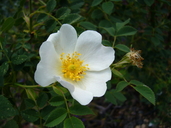 Rosa obtusifolia