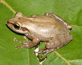 Boophis doulioti