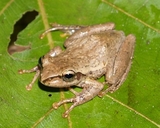 Boophis doulioti