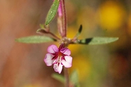 Diplacus layneae