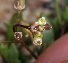Hutchinsia procumbens