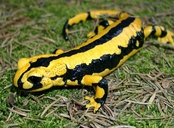 Salamandra salamandra terrestris