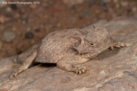 Round-tailed Horned Lizard