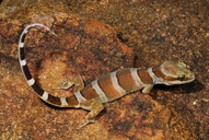 Cyrtodactylus louisiadensis