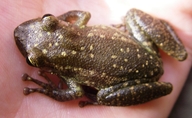 Scinax ruber