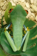 Agalychnis callidryas