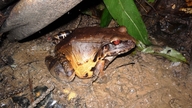Leptodactylus pentadactylus