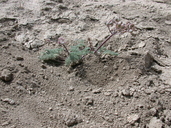 Lomatium foeniculaceum ssp. macdougalii