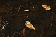 Wood Frog