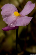 Utricularia resupinata