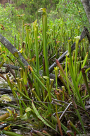 Sarracenia rubra ssp. gulfensis