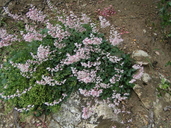 Urn-flowered Alumroot