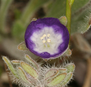 Phacelia curvipes