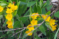 Lithospermum canescens