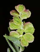 Grayia spinosa
