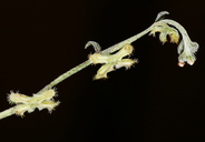Pectocarya penicillata