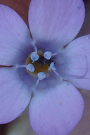 Gilia ochroleuca ssp. exilis