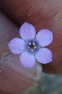 Gilia ochroleuca ssp. exilis