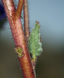 Phacelia crenulata var. crenulata