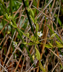 Stellaria borealis ssp. sitchana