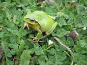 Hyla meridionalis