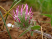 Trifolium hirtum