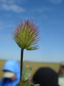 Trifolium albopurpureum var. olivaceum
