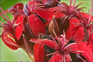 Dianthus sanguineus
