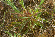 Dianthus sanguineus