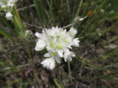 Allium munzii