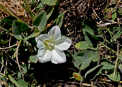 Calystegia subacaulis ssp. subacaulis