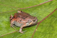 Gastrophryne elegans