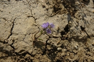 Phacelia ciliata