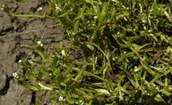 Plagiobothrys leptocladus