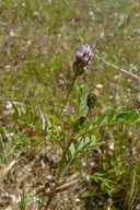 Two Seeded Milk-vetch