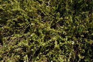 Plagiobothrys canescens